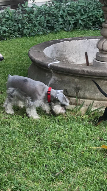 cartel de perro perdido