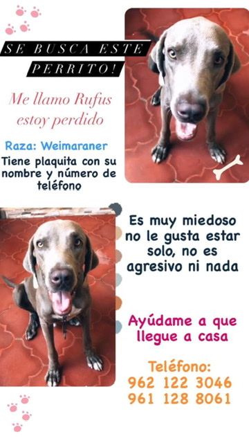 cartel de perro perdido