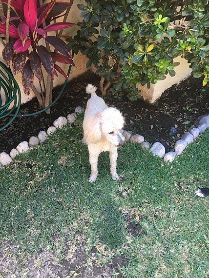 cartel de perro perdido