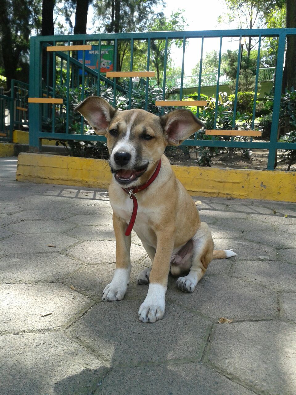 cartel de perro perdido