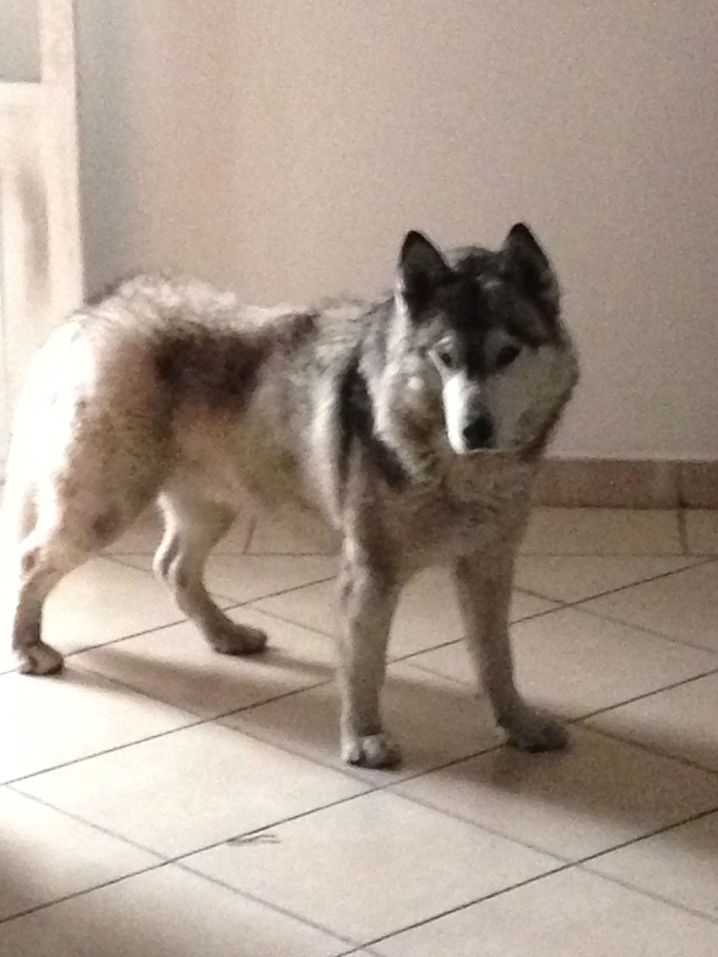 cartel de perro perdido