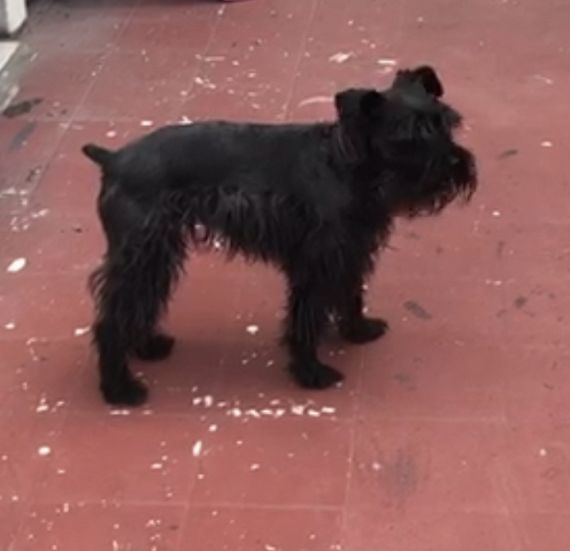 cartel de perro perdido