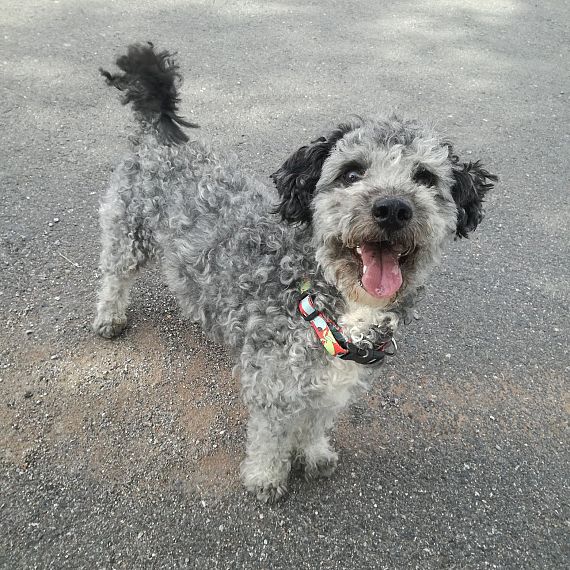 cartel de perro perdido