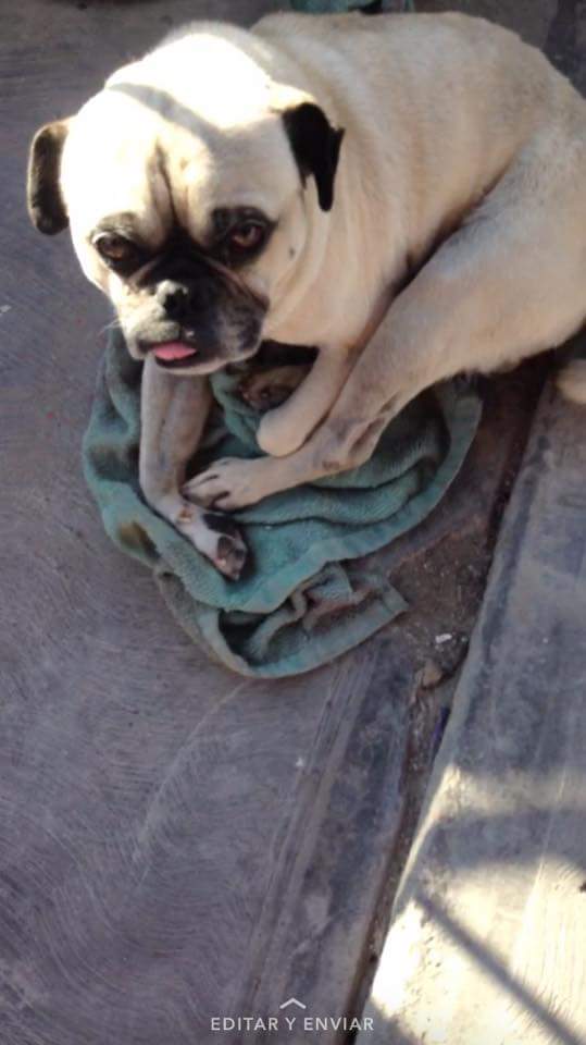 cartel de perro perdido