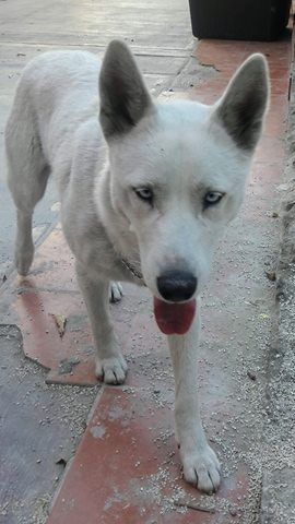 cartel de perro perdido