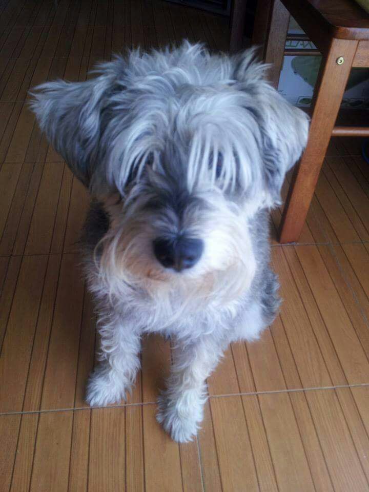 cartel de perro perdido