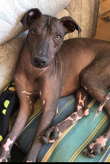 cartel de perro perdido