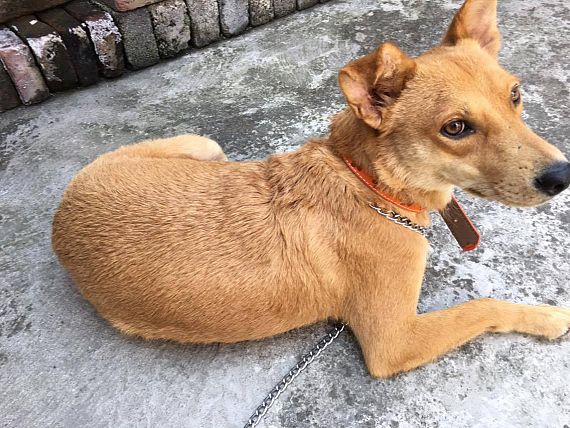 cartel de perro perdido