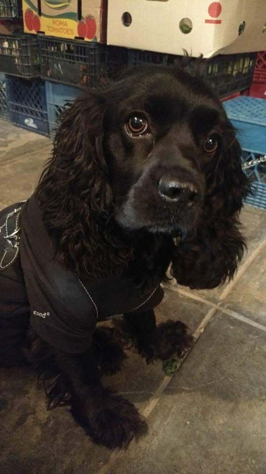 cartel de perro perdido