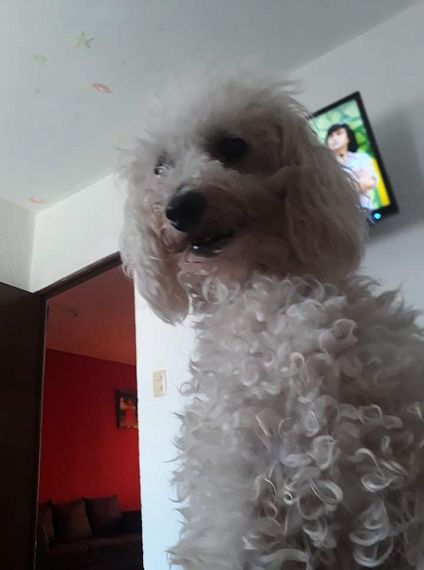 cartel de perro perdido