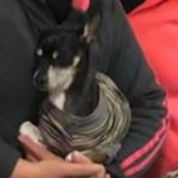 cartel de perro perdido