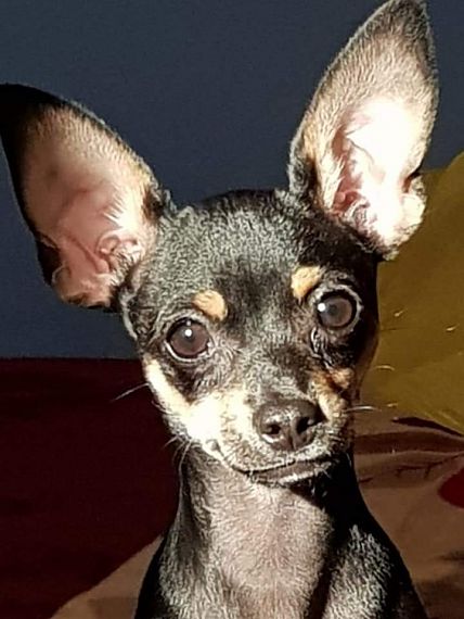 cartel de perro perdido