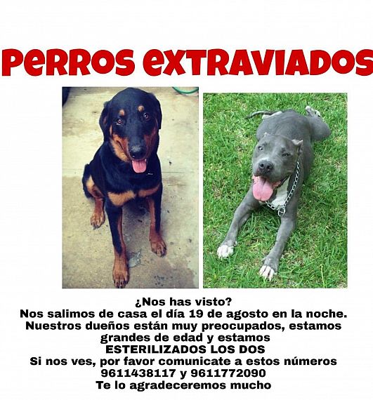 cartel de perro perdido