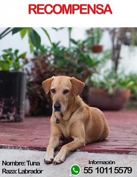 cartel de perro perdido