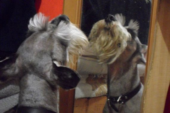 cartel de perro perdido