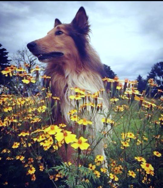 cartel de perro perdido