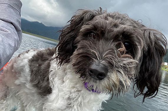 cartel de perro perdido