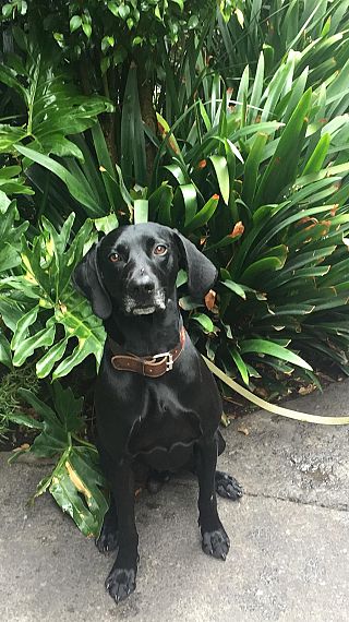 cartel de perro perdido