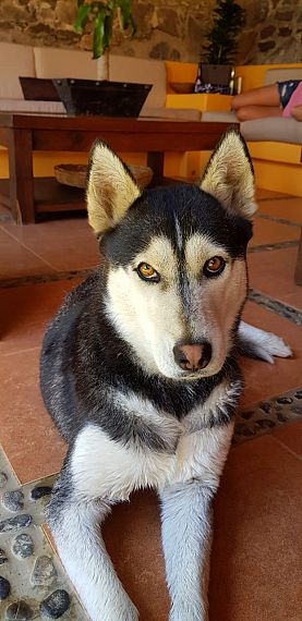 cartel de perro perdido