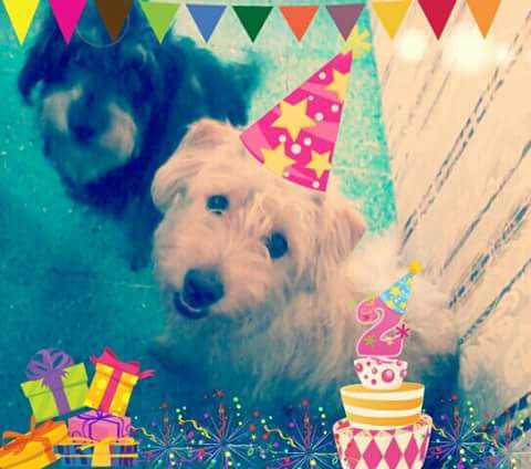 cartel de perro perdido