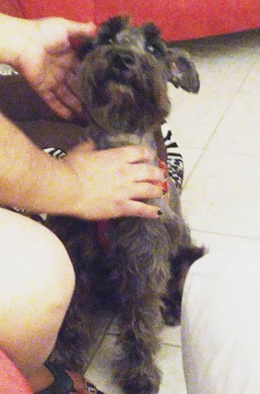 cartel de perro perdido