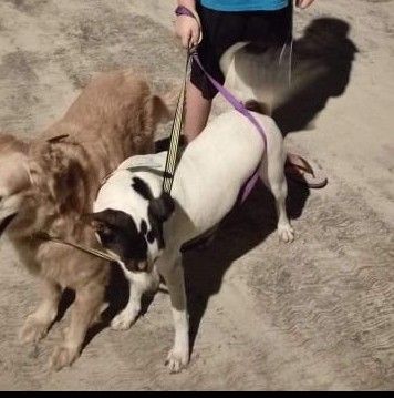 cartel de perro perdido