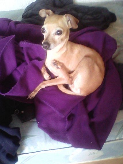 cartel de perro perdido