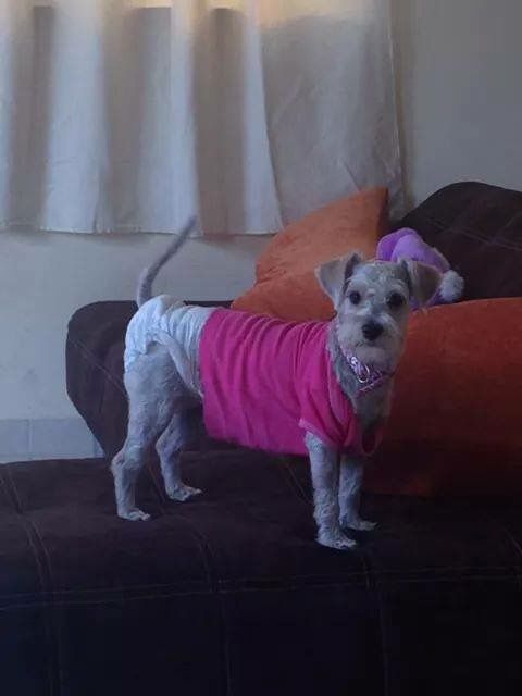 cartel de perro perdido