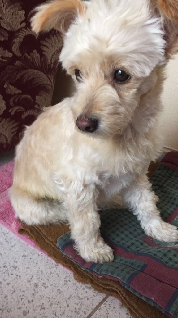 cartel de perro perdido