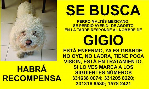 cartel de perro perdido