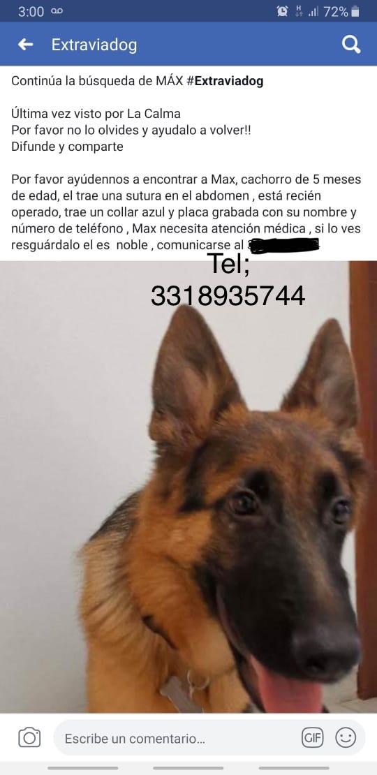 cartel de perro perdido
