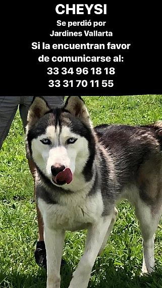 cartel de perro perdido