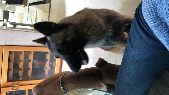 cartel de perro perdido