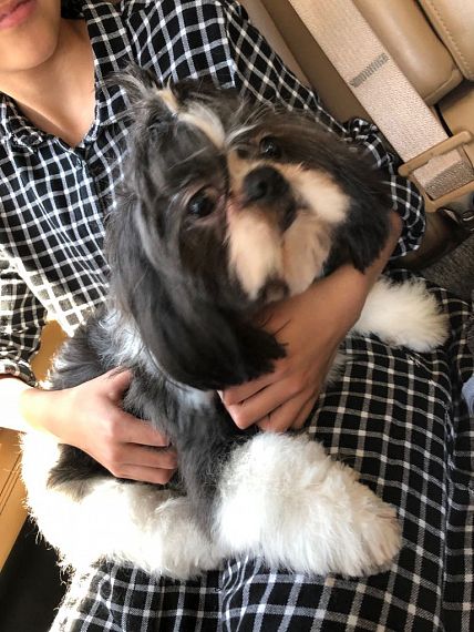 cartel de perro perdido