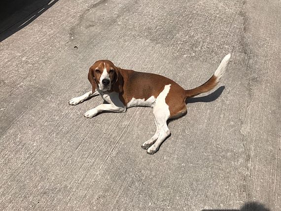 cartel de perro perdido