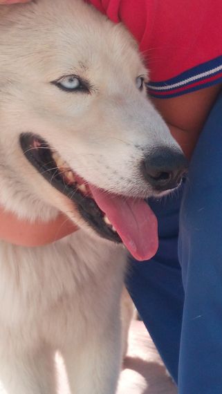 cartel de perro perdido