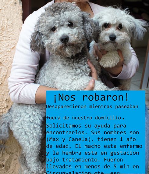 cartel de perro perdido