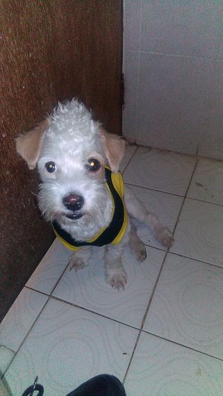 cartel de perro perdido