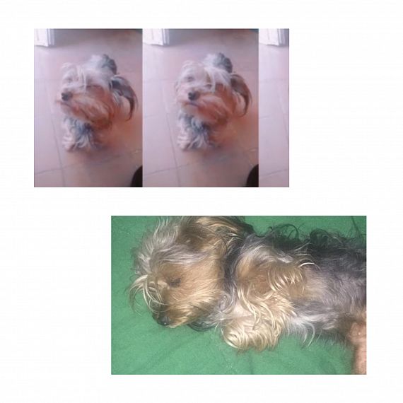 cartel de perro perdido