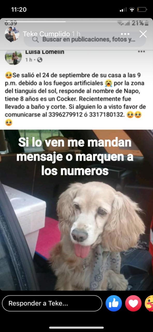 cartel de perro perdido