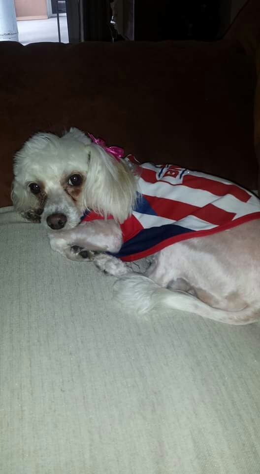 cartel de perro perdido