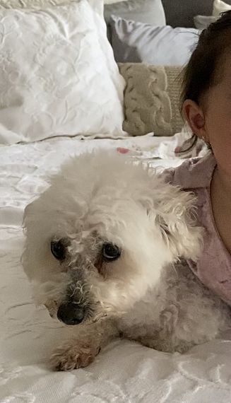 cartel de perro perdido