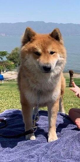 cartel de perro perdido