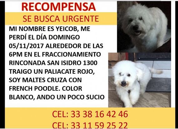 cartel de perro perdido
