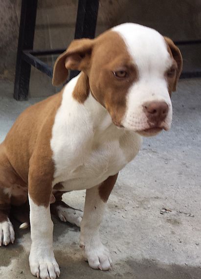 cartel de perro perdido