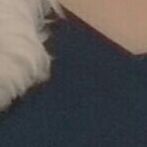 cartel de perro perdido