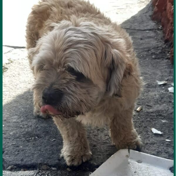 cartel de perro perdido