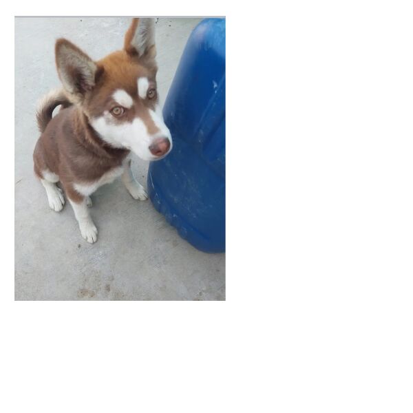 cartel de perro perdido