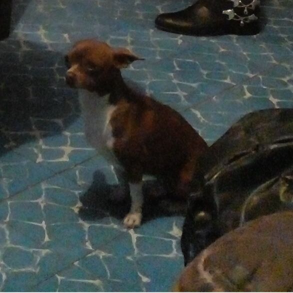 cartel de perro perdido