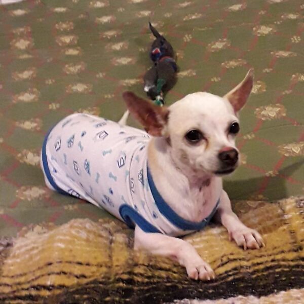 cartel de perro perdido